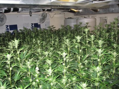 House & Garden Nutes., Under Current Systems, 30,000 Watts, 10 Tons of A/C, Co2