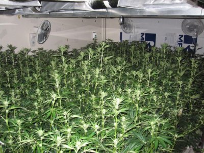 House & Garden Nutes., Under Current Systems, 30,000 Watts, 10 Tons of A/C, Co2