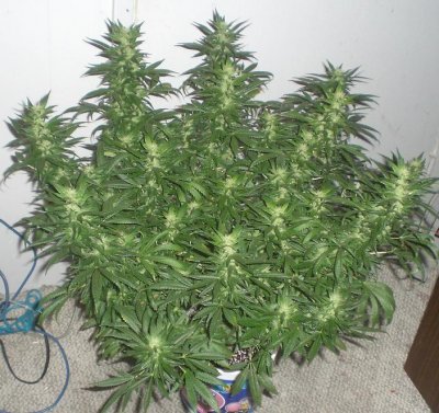 Help with leaf curl