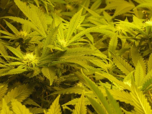 Wonka's Grow..  shmoe's(chem4 x dud) DuD, and Strawberry Bubba