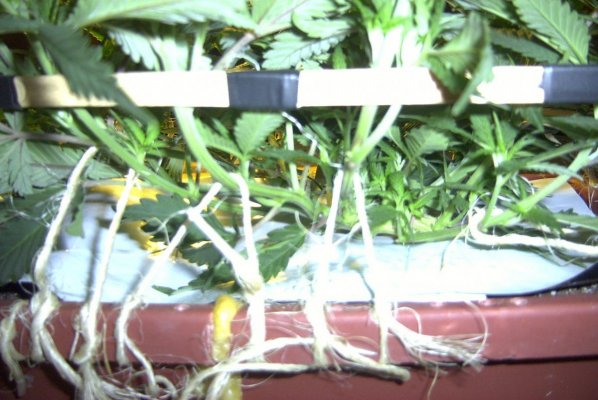 flower_day_6_1.JPG