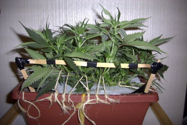 flower_day_6_2.JPG