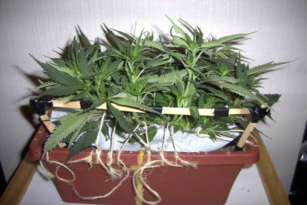 flower_day_6_3.JPG
