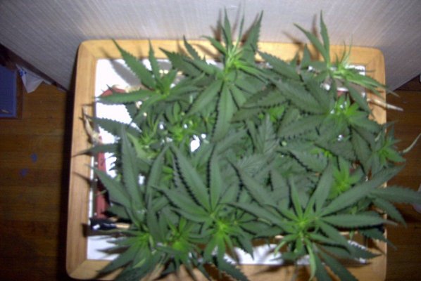 flower_day_6_4.JPG