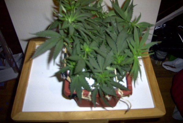 flower_day_6_7.JPG