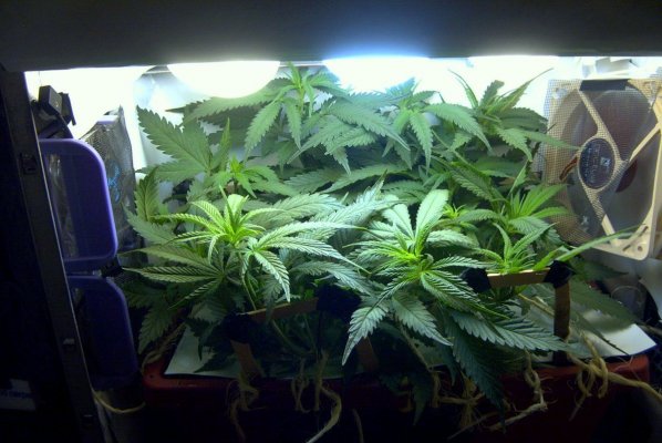 flower_day_6_9.JPG