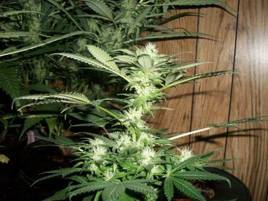 gooey-super-skunk-8-02-2010.jpg