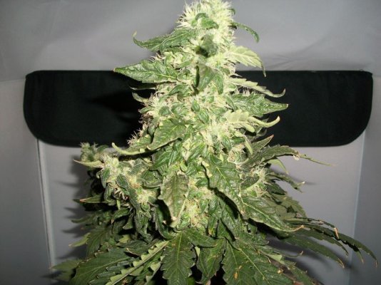 miracle-gro-as-a-fertilizer-for-you-ladies-8.jpg