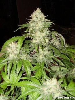 1_shish_skunk_sativa_ds_cb_025.jpg
