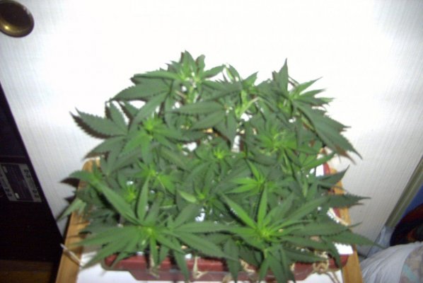 flower_8_3.JPG