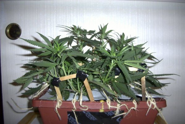 flower_8_4.JPG