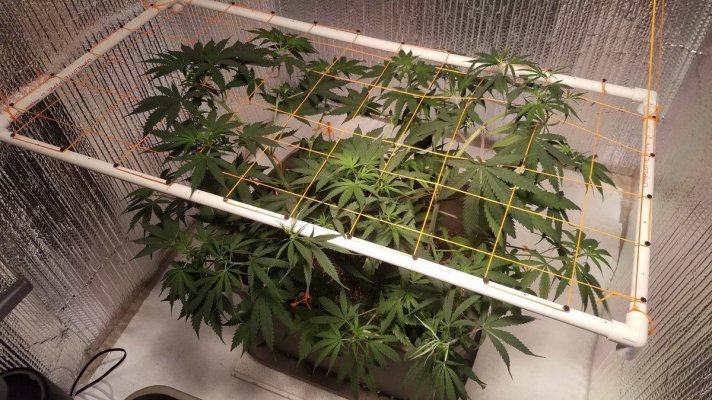 Day 2 Of Flower, Hello Ladies.. So I Think..