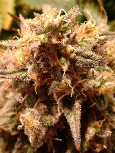 Nov 14 Seed Drop. 3 Critical Mass In A Small Tent.