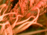 1C323304-A063-41D3-A099-E740A994A945.png
