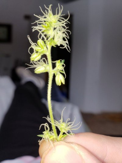 uh-oh-hermie-issue.jpg