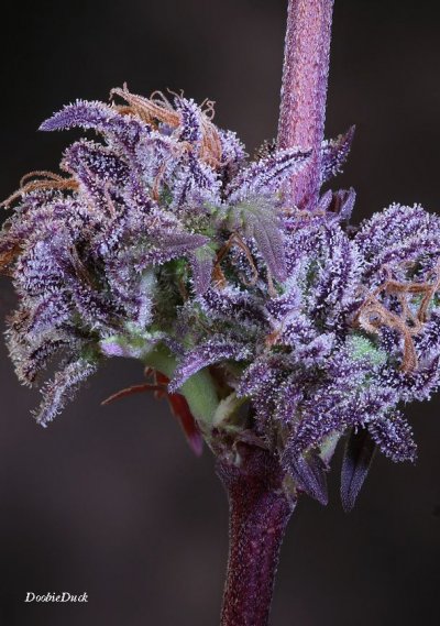 Doobies' Summer 2018 All Black Grow