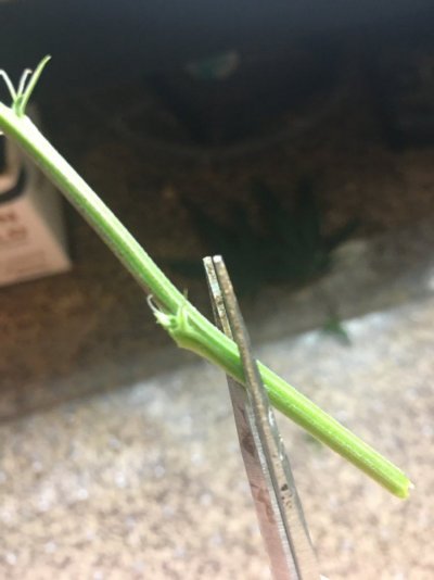 Cheap & Easy Cannabis Cloning - Step By Step With Photos
