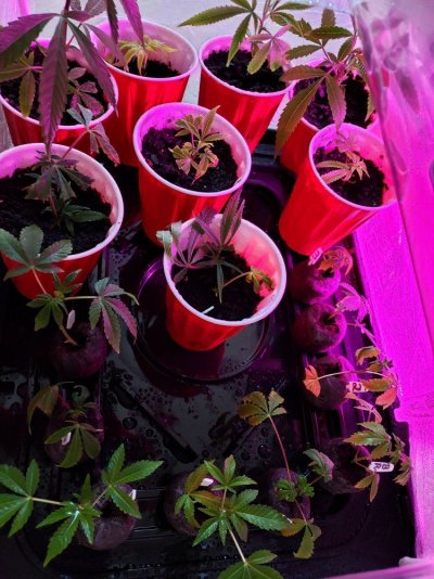 1st Grow New Custom Room - Looking And Listening