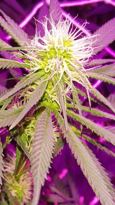 blue-dream-3-weeks-in-2.jpg