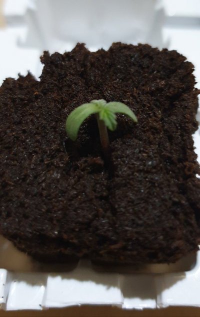 do-my-seedlings-look-ok.jpg