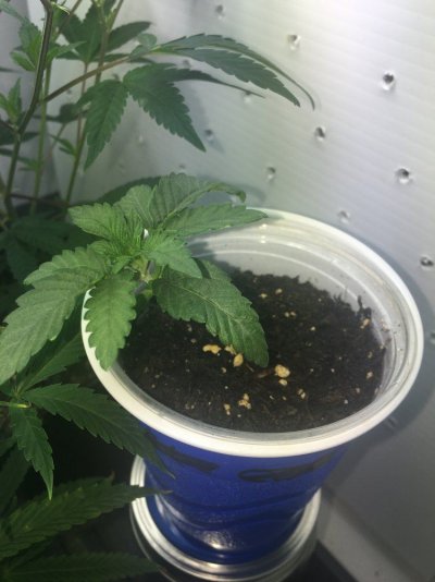 Gorilla Sac Punch