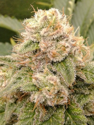 ktday 37bud.png.jpg