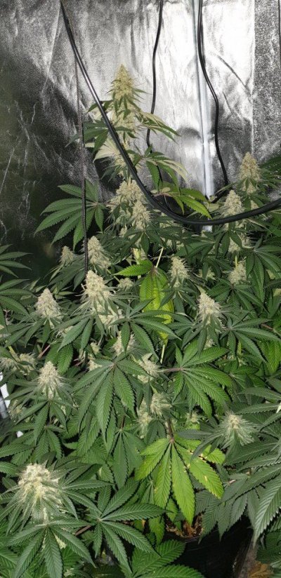 week-7-gg4-x-ww.jpg