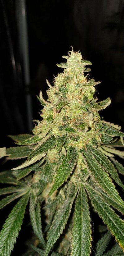 week-7-gg4-x-ww-5.jpg
