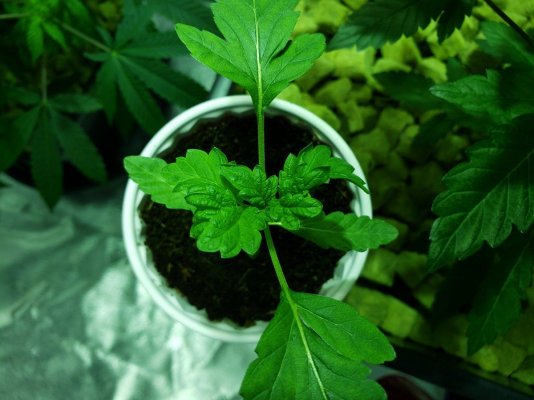 1st Coco Grow Not Going Well. Lil Help Please