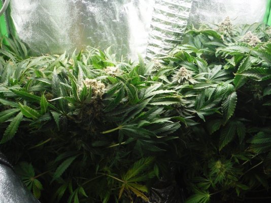Grow Log #2  (2nd Tent 5 Square Feet)