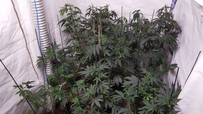 Grow Log On A Fist Full Of My Own Seeds.