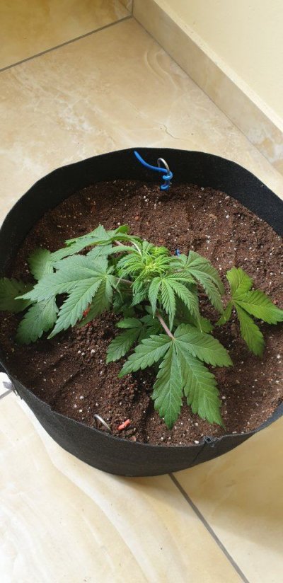 over-watered-or-under-watered-help-2.jpg