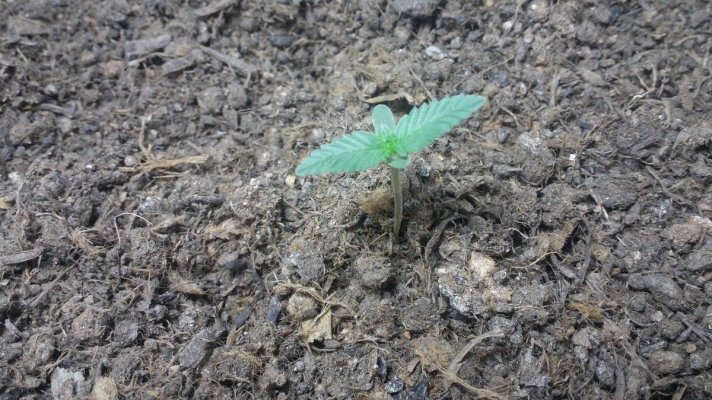 No Growth Since Day 1