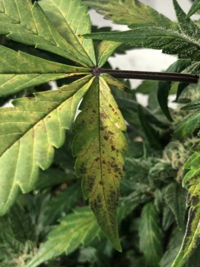 leaves-getting-yellow---help-o-3.jpg