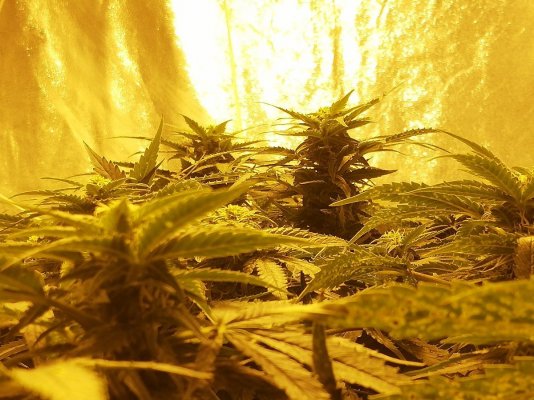 deficiency-cal-mag-or-n-5.jpg