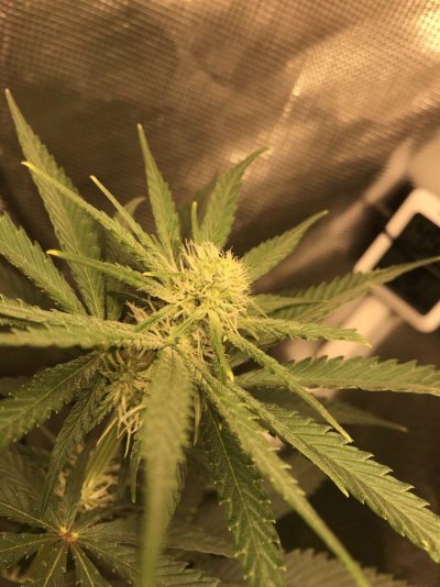New To The Forums! Experimental 12/12 Grow.