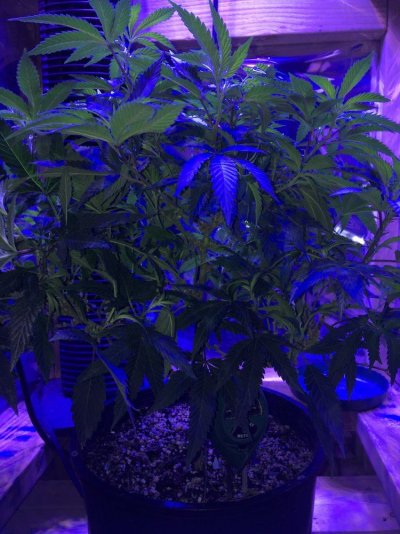 My Pallet Grow
