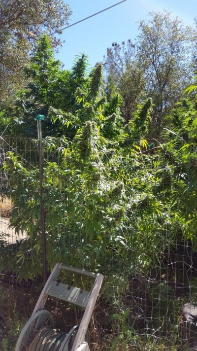 Post your tree pictures