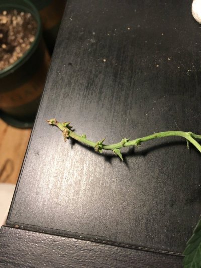 My Pallet Grow