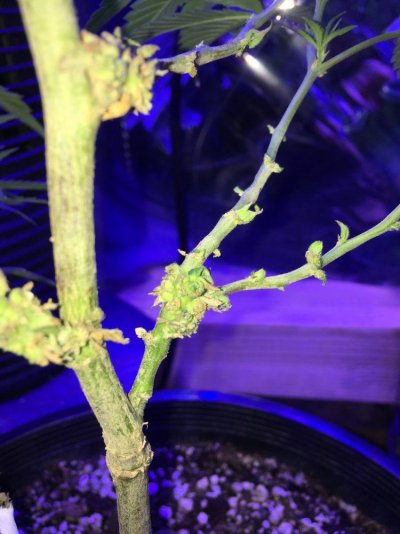 My Pallet Grow