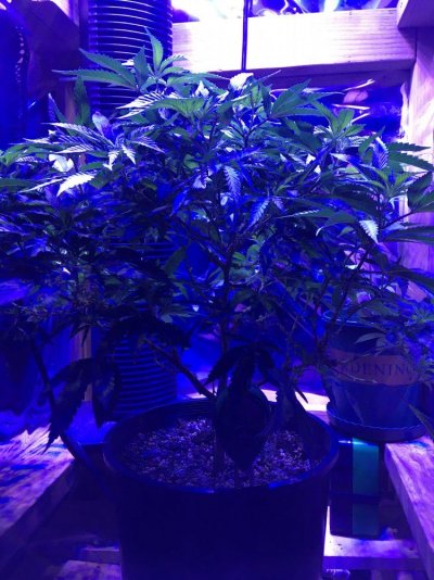 My Pallet Grow