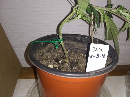 experimenting-with-lst-2.jpg
