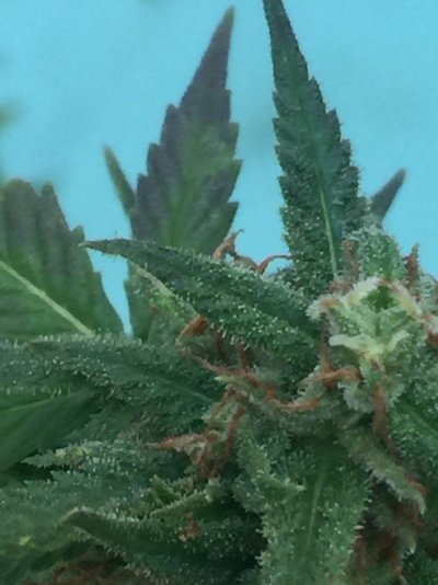 blue-blueberry-widow-or-unhappy-bw-3.jpeg