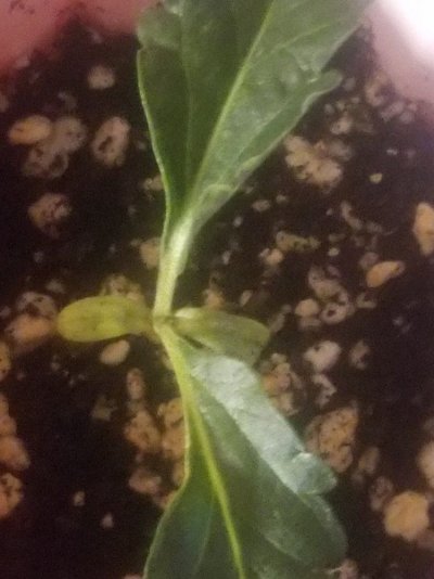 Seedling Grew First Leaves And Stopped