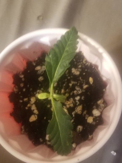 Seedling Grew First Leaves And Stopped