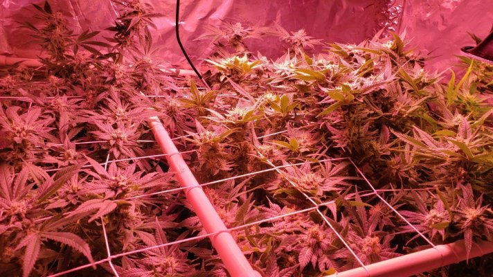 1st Grow New Custom Room - Looking And Listening