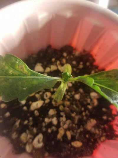 Seedling Grew First Leaves And Stopped