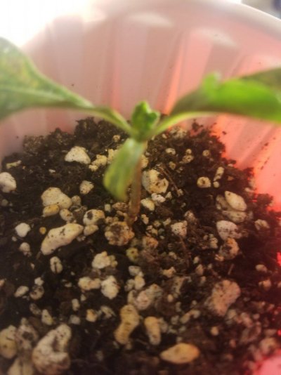 Seedling Grew First Leaves And Stopped
