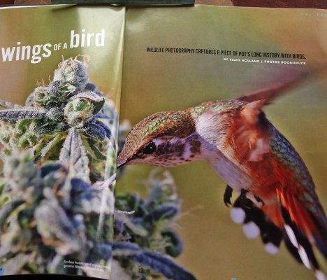 DoobieDucks' Hummingbirds
