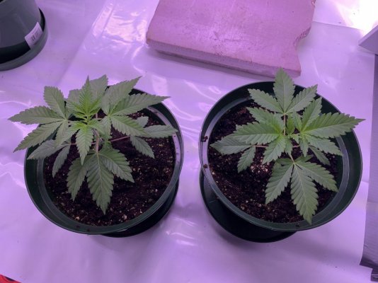 Tell Me About Violator Kush...